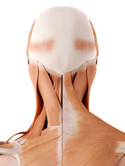 medically accurate anatomy illustration - neck muscles