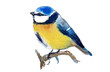 Watercolor illustration of a blue tit, isolated on white background. Original art.