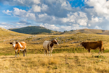 Wall Mural - Cows grazing on the plateau in the Abruzzo (Italy)