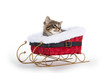 Cute tabby kitten in sled
