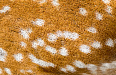 Sticker - background antelope skins