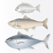 Set of Edible Fishes. Dorado, Salmon and Tuna