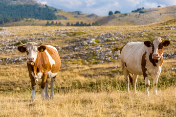 Wall Mural - Cows grazing on the plateau in the Abruzzo (Italy)