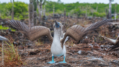 Oiseaux Fou Aux Pieds Bleus Galapagos Equateur Piqueros