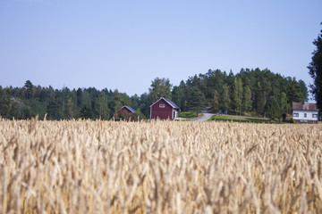 Red house wheat field