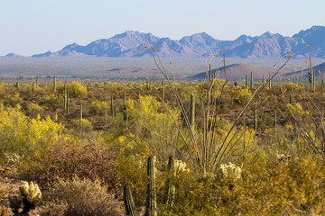 Wall Mural - Flowering Ocotillos, Giant Saguaros, Chollas, and Brittlebush at Organ Pipe Cactus National Monument