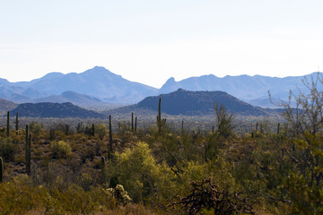 Poster - Dawn at Organ Pipe Cactus National Monument on the US-Mexico border