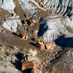 Wall Mural - Fragments of fossilized trees in Painted Desert National Monument in northeastern Arizona