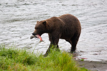 Brown Bear (Ursus Arctos Horribilis) Eating Fish At Brooks Falls In Katmai National Park, Alaska