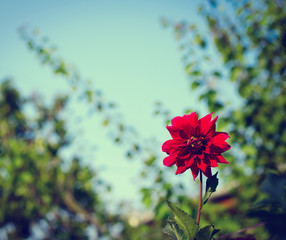 Wall Mural - Colorful dahlia flower red in autumn garden