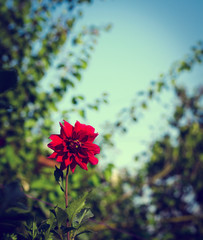 Wall Mural - Colorful dahlia flower red in autumn garden