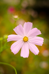 Wall Mural - Large pink flowers on a green background