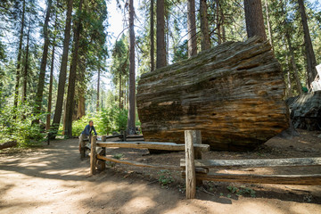 Man standing looking at huge Redwood tree in Calaveras National Big Trees State Park, California, United States