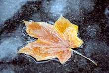 Autumnum Maple Leaf Floating In Water