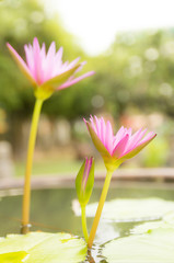 Wall Mural - blossom pink lotus flowers