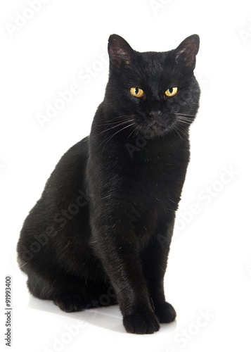 Plakat czarny kot