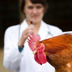 Wall Mural - Rooster vaccination