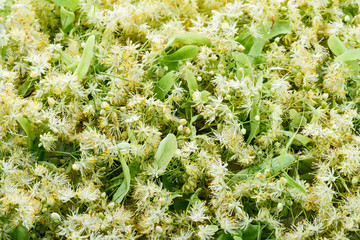 Fototapete - Blooming linden. Green background.