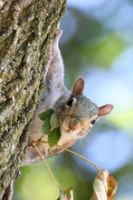 Squirrel & Leaves