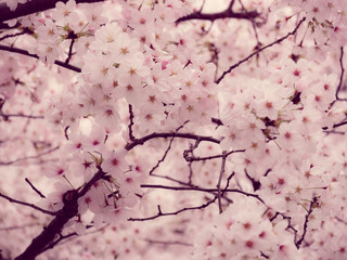 Sticker - Cherry blossoms