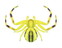Spider Misumena Vatia (male)