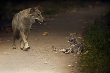 hello bummer!/ once the fall of the wolf ran past lazily lying little gray kitten.