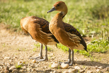 A Pair Of Dendrocygna Arborea, West Indian Whistling Duck