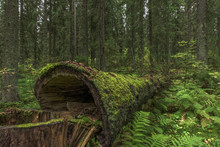 Old Moss Covered Spruce Tree Lying In The Forest