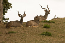 Group Greater Kudu, Tragelaphus Strepsiceros