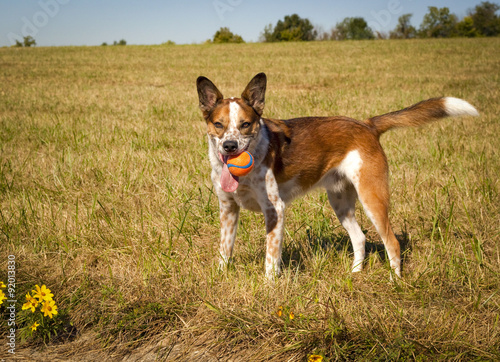 orange australian cattle dog