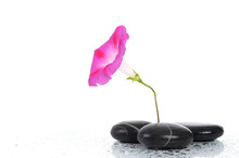 Pink Flower With Stones And Water Drops Isolated On White Background
