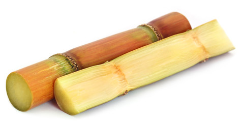 Sticker - Piece of sugarcane