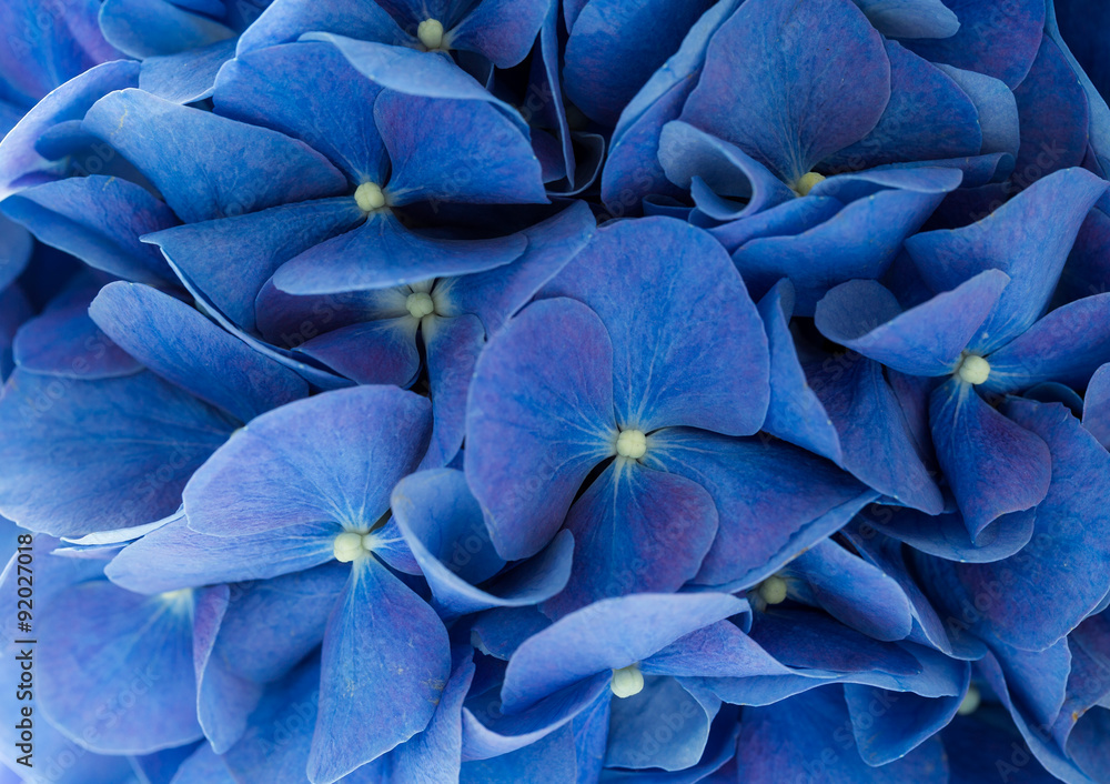 Blue Hydrangea macrophylla flower - obrazy, fototapety, plakaty 
