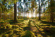 Leinwandbild Motiv Sunrise in pine forest