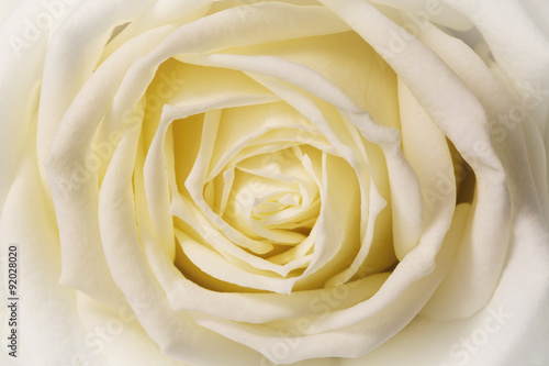 Naklejka na szybę white rose, closeup