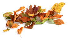 Autumn Dried Leafs Isolated On White Background