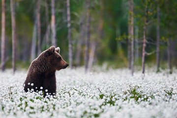 Wall Mural - brown bear between cotton grass
