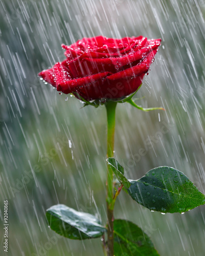 Fototapeta na wymiar Red rose into the rain