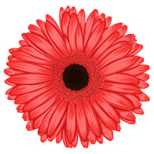 Beautiful Pink Gerbera Isolated On White Background .