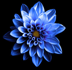 Wall Mural - Surreal dark chrome blue flower dahlia macro isolated on black