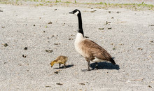 Single Canada Goose Watching Over Gosling On Gravel