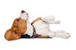 © aradaphotography - beagle dog on white background