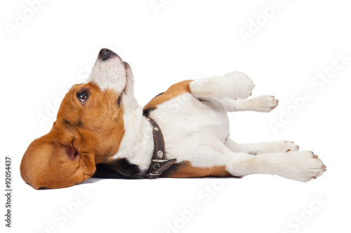 Fotografía beagle dog on white background