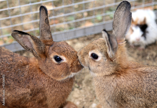 Zdjęcie XXL para młodych królików, podczas gdy one dają ci buziaka