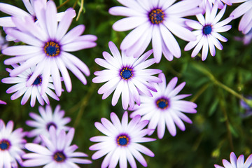 Wall Mural - Flowers in the garden in the late afternoon