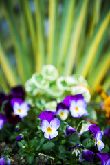 Wall Mural - Flowers in the garden in the late afternoon