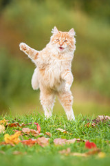 Wall Mural - Little funny cat playing outdoors in autumn