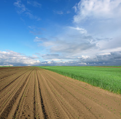 Wall Mural - plowed field