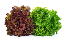 Green And Red Lettuce Isolated On White Background