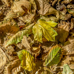 Wall Mural - autumn yellow leaves dry